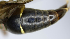 Afreumenes melanosoma