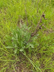 Jacobaea grandidentata