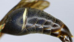 Afreumenes melanosoma