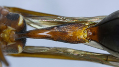 Afreumenes melanosoma