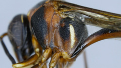 Afreumenes melanosoma