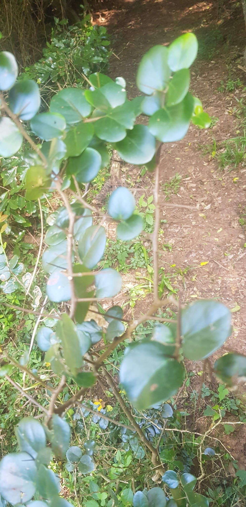 Coastal Kei-Apple (Dovyalis longispina)