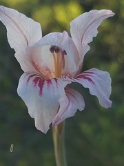 Gladiolus roseovenosus