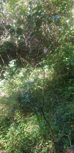 Dovyalis longispina, photograph 2