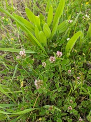Trifolium leucanthum