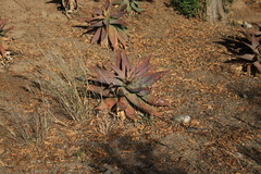 Aloe × schimperi