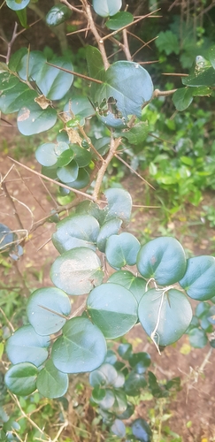 Dovyalis longispina, photograph 3