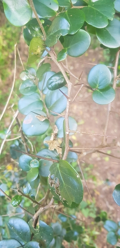 Dovyalis longispina, photograph 4