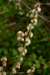 Baccharis trimera
