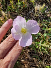 Oenothera speciosa