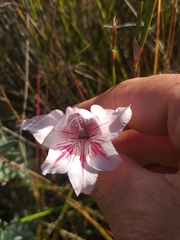 Gladiolus roseovenosus