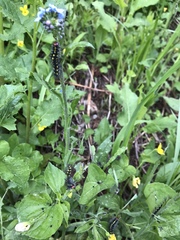 Gnophaela latipennis