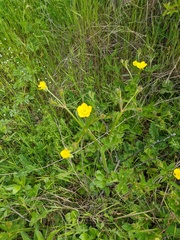 Ranunculus constantinopolitanus