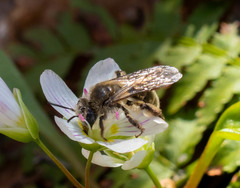 Andrena erythronii
