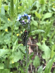 Gnophaela latipennis