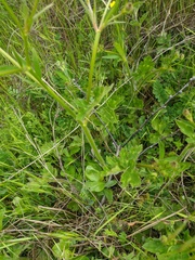 Ranunculus constantinopolitanus
