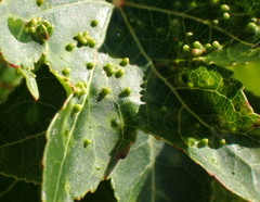 Diaspidiotus liquidambaris