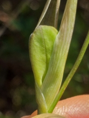 Gladiolus roseovenosus