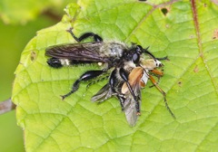 Laphria divisor