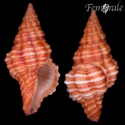 Latirus