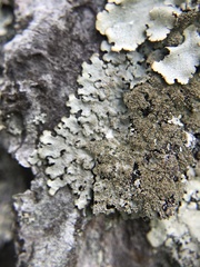 Hypotrachyna mcmulliniana