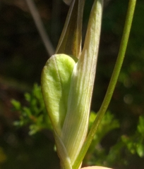 Gladiolus roseovenosus