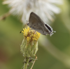 Strymon istapa clarionica