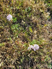 Oenothera speciosa