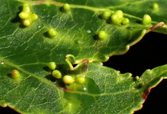 Diaspidiotus liquidambaris