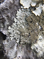 Hypotrachyna mcmulliniana