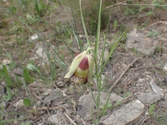 Fritillaria acmopetala