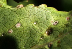 Diaspidiotus liquidambaris