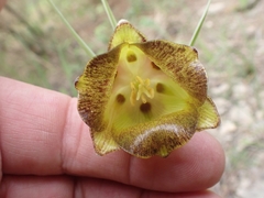 Fritillaria acmopetala