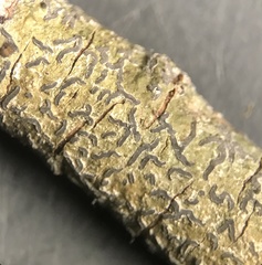 Leiorreuma explicans