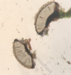 Leiorreuma explicans