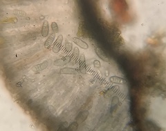 Leiorreuma explicans