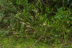 Baccharis trimera