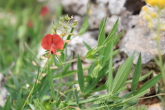 Lathyrus digitatus