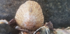 Helcion concolor