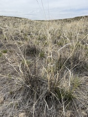 Hesperostipa comata