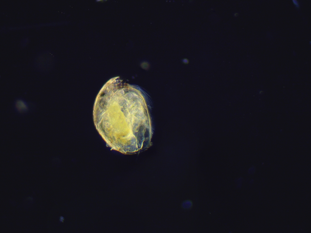 grey dwarf beaked waterflea