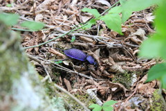 Carabus scabrosus tauricus