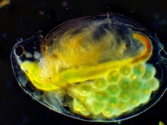 Daphnia pulex
