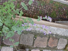 Nepeta × faassenii
