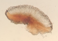 Bacidia purpurans