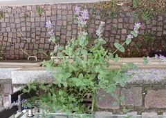 Nepeta × faassenii