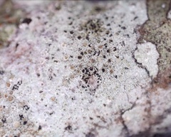 Lichenodiplis lecanoricola