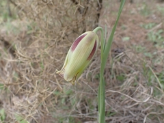 Fritillaria acmopetala