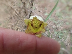 Fritillaria acmopetala