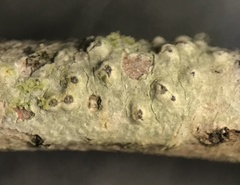Pertusaria pustulata